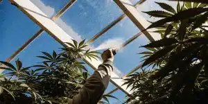 Pulvérisation cannabis en serre sous lumière du soleil avec plante en croissance