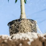Racines de cannabis visibles sortant d’un pot en culture