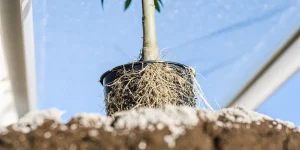Racines de cannabis visibles sortant d’un pot en culture