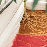 Racines de plante de cannabis visibles dans un substrat en culture contrôlée.