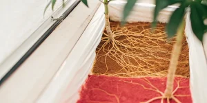 Racines de plante de cannabis visibles dans un substrat en culture contrôlée.