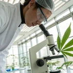 Une scientifique en blouse blanche examine une feuille de cannabis à l’aide d’un microscope dans un laboratoire moderne. Cette analyse permet d’étudier la composition et la santé de la plante dans un environnement contrôlé.