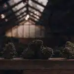 Des têtes de cannabis fraîchement récoltées sont disposées sur une table en bois dans une serre à faible luminosité. Cette image met en valeur la phase post-récolte et l’ambiance de séchage ou de préparation des fleurs.