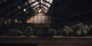 Des têtes de cannabis fraîchement récoltées sont disposées sur une table en bois dans une serre à faible luminosité. Cette image met en valeur la phase post-récolte et l’ambiance de séchage ou de préparation des fleurs.