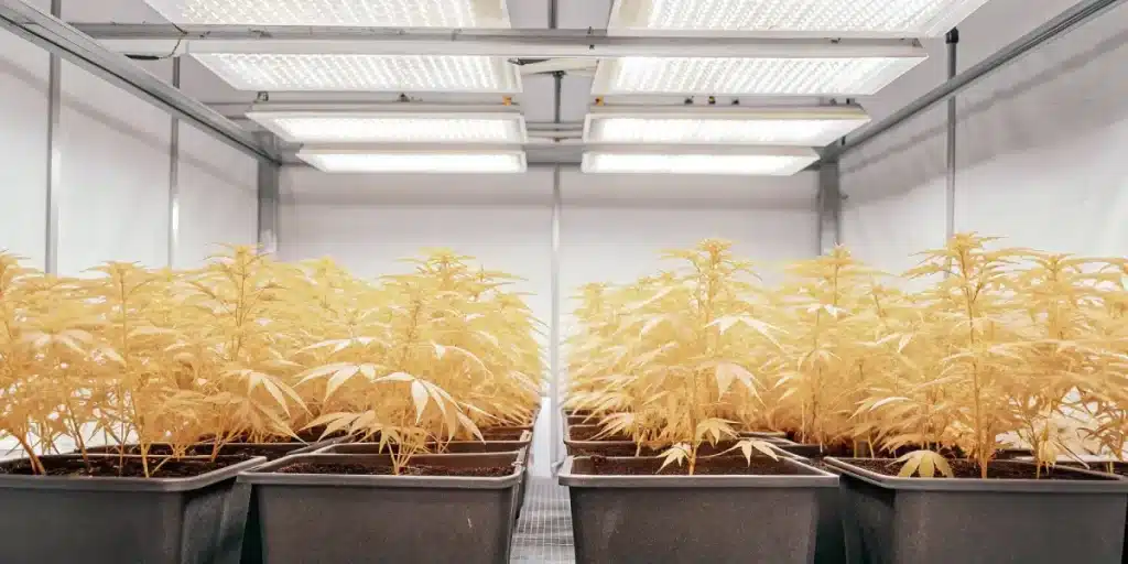 Salle de culture de cannabis en intérieur avec rangées de plantes sous panneaux LED haute intensité.