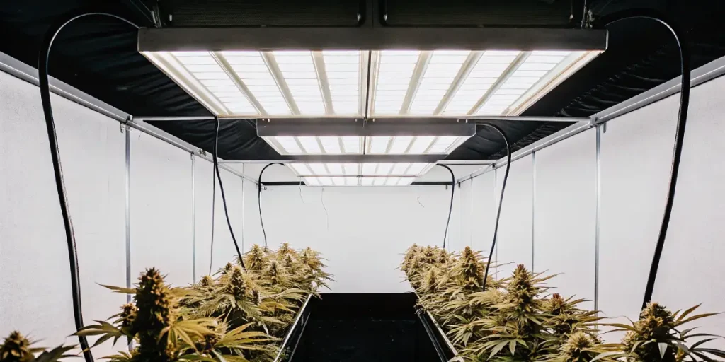Salle de culture de cannabis en intérieur avec éclairage LED et plantes en pleine floraison