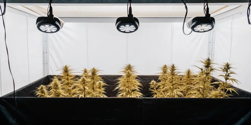 Salle de culture indoor de cannabis équipée de lampes LED modernes favorisant une floraison homogène.