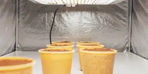 Semis de cannabis en gobelets remplis de substrat, placés sous une lampe LED dans une chambre de culture intérieure.