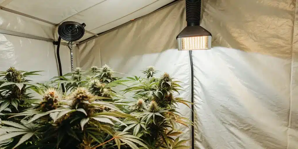 Tente de culture de cannabis avec éclairage LED et système de ventilation actif