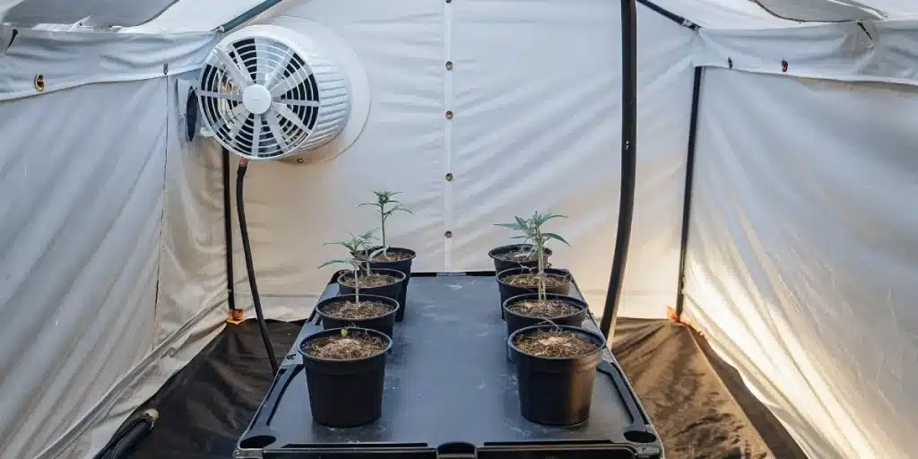 Tente de culture intérieure avec jeunes plants de cannabis en pots et ventilation latérale