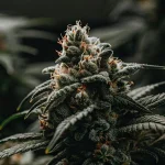 Tête de cannabis en floraison avancée couverte de résine et de trichomes visibles.