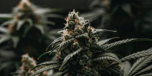 Tête de cannabis en floraison avancée couverte de résine et de trichomes visibles.