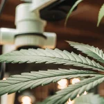 vue macro d’une feuille de cannabis analysée avec un microscope en laboratoire