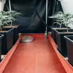 Box indoor Cream Auto jeunes plantes en phase vegetative.