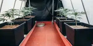Box indoor Cream Auto jeunes plantes en phase vegetative.