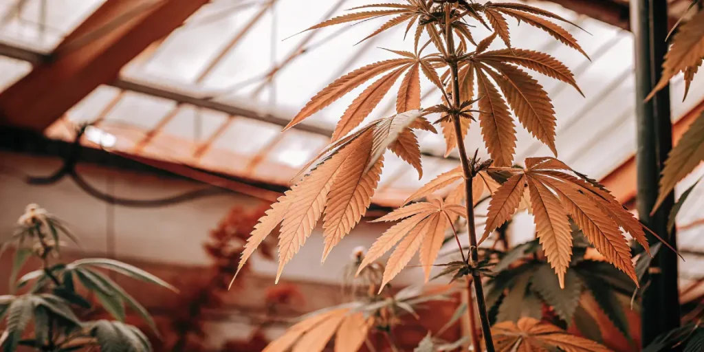 Plante de cannabis avec feuilles brunies en serre montrant un stress nutritif