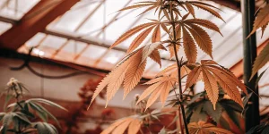 Plante de cannabis avec feuilles brunies en serre montrant un stress nutritif