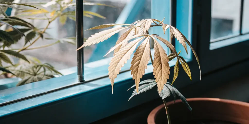 Plante de cannabis avec feuilles jaunes pâles en intérieur près d’une fenêtre