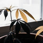Plante de cannabis avec feuilles noircies et jaunissantes près d’une fenêtre