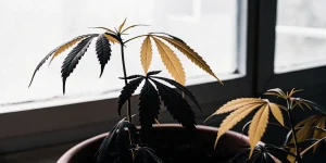Plante de cannabis avec feuilles noircies et jaunissantes près d’une fenêtre