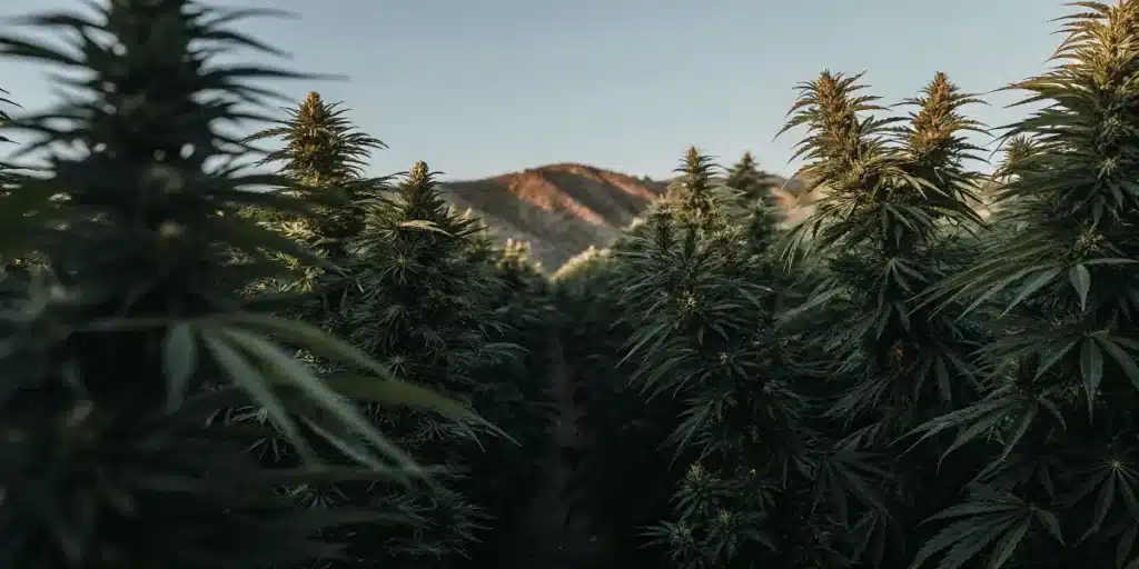 rangées de plantes de cannabis en floraison dans un champ extérieur au coucher du soleil