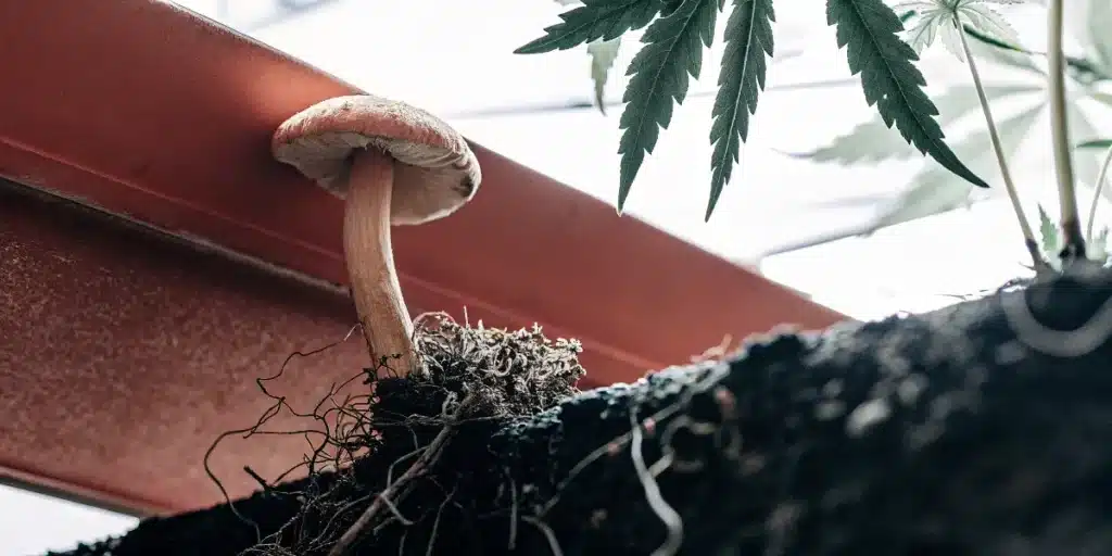 champignon mycorhizien poussant dans le sol près des racines d’un plant de cannabis en serre