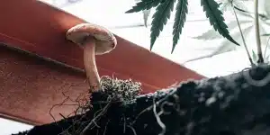 champignon mycorhizien poussant dans le sol près des racines d’un plant de cannabis en serre