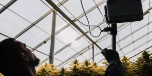 cultivateur contrôlant capteur climatique dans une serre de cannabis