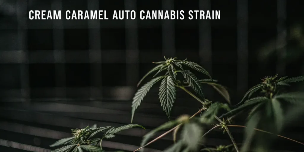 Cream Caramel Auto cannabis strain plante en croissance.