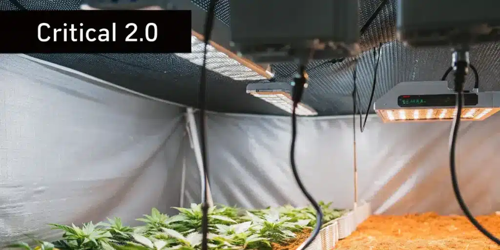 Critical 2.0 en culture indoor sous lampes LED haute performance.