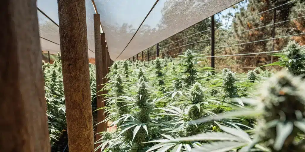 Plantation exterieure de Critical 2.0 en floraison sous filet protecteur.