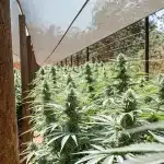 Plantation exterieure de Critical 2.0 en floraison sous filet protecteur.