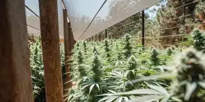 Plantation exterieure de Critical 2.0 en floraison sous filet protecteur.