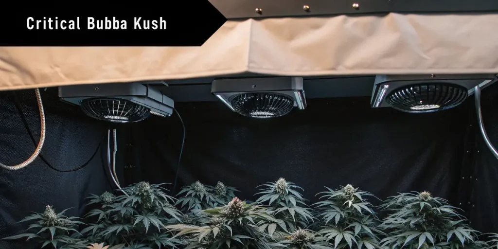 Culture indoor de Critical Bubba Kush avec systeme de ventilation.