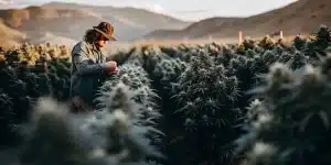 cultivateur inspectant un champ de cannabis en extérieur au coucher du soleil