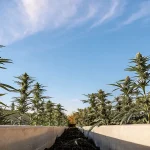 Plantes de cannabis en exterieur dans des bacs sureleves sous ciel bleu.