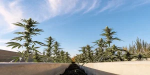 Plantes de cannabis en exterieur dans des bacs sureleves sous ciel bleu.
