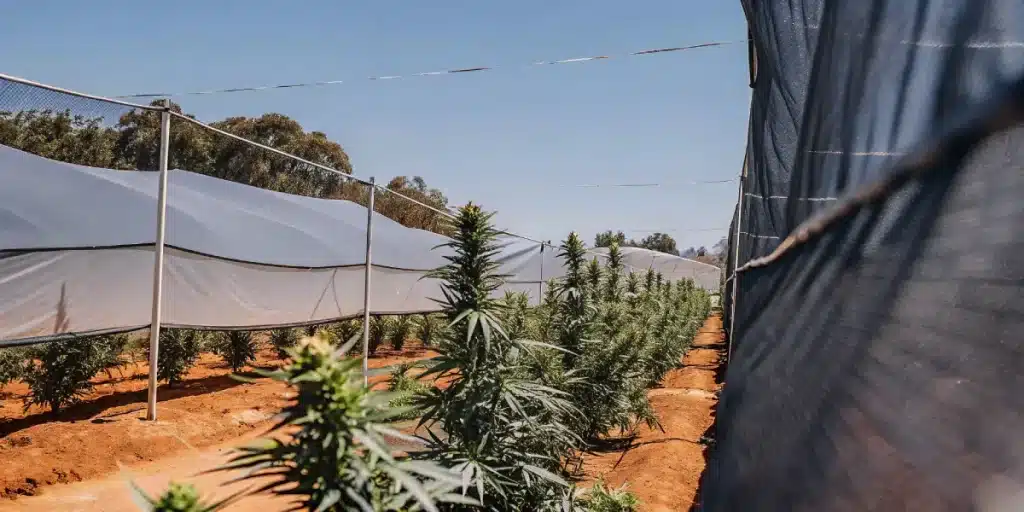 Culture de cannabis en exterieur avec filets d’ombrage et rangees alignees.