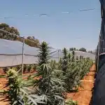 Culture de cannabis en exterieur avec filets d’ombrage et rangees alignees.