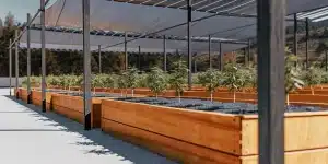 Culture de cannabis en exterieur dans des bacs en bois sous filet d’ombrage.