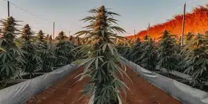 Culture de cannabis en exterieur alignee en rangees au coucher du soleil.