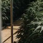 Plantes de cannabis en floraison dense dans une serre exterieure.