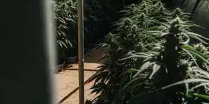 Plantes de cannabis en floraison dense dans une serre exterieure.