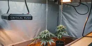 Jeunes plants de cannabis Critical Kush sous lampe en interieur.