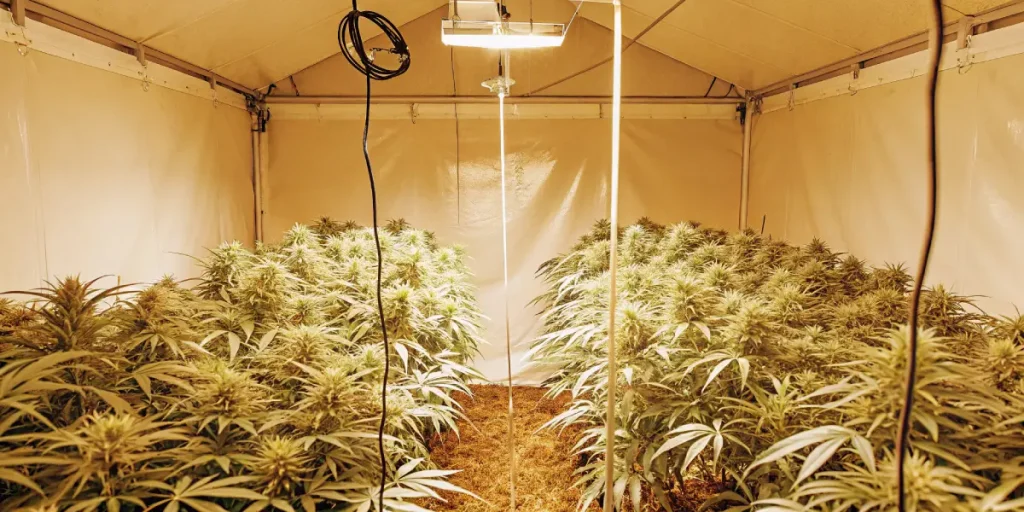 Plantes de cannabis en floraison sous eclairage chaud en interieur.