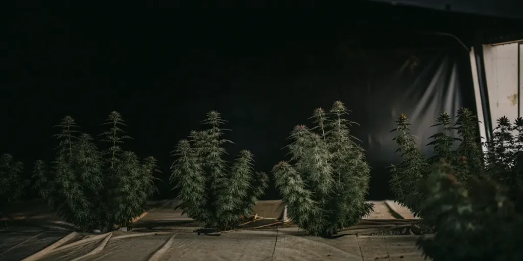 Plantes de cannabis en floraison dans un espace indoor sombre.