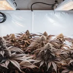 Plantes de cannabis aux feuilles violettes sous lampes LED en culture indoor.