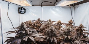 Plantes de cannabis aux feuilles violettes sous lampes LED en culture indoor.