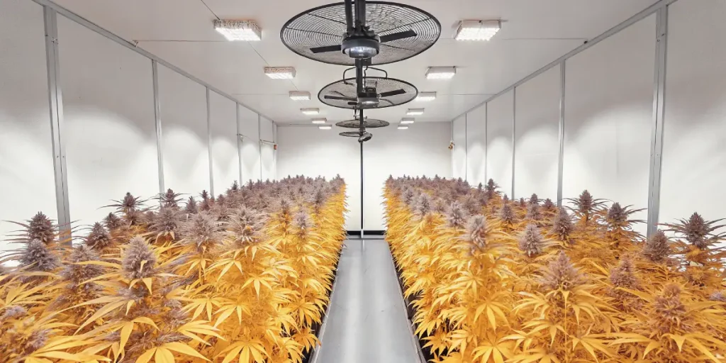 Grande salle de culture cannabis indoor avec rangees et ventilateurs.