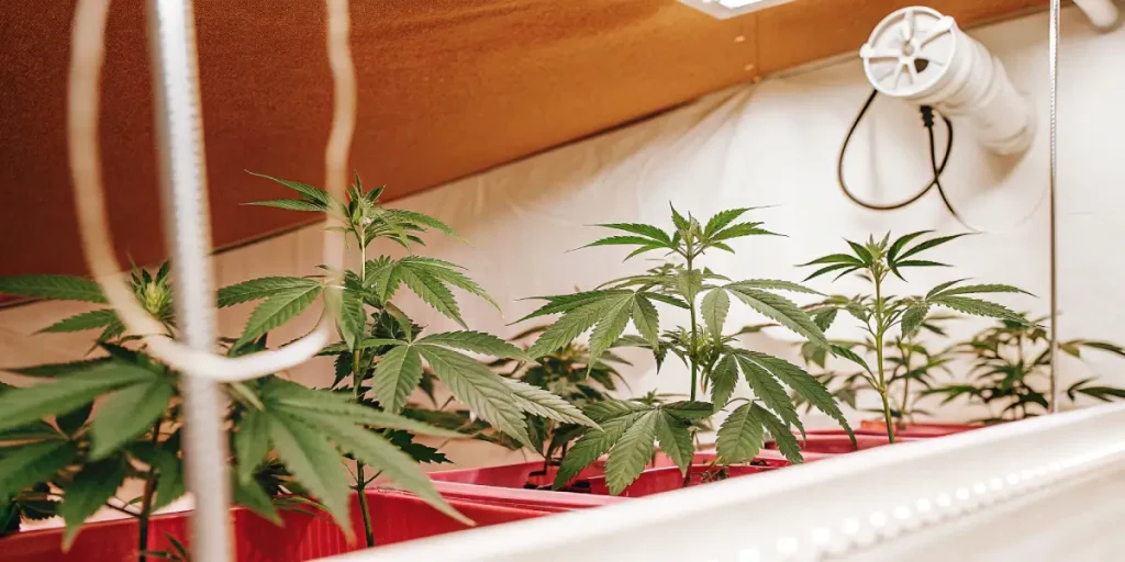 Jeunes plants de cannabis en culture indoor avec systeme technique.